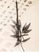 Black Golden Bamboo Leaves New Chinese Style Lolita Classic Elegant Simulated Velvet Flower Hairpin